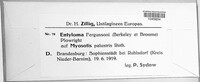 Image of Entyloma fergussonii